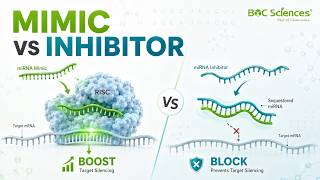 miRNA Mimic vs Inhibitor How to Choose the Right Experimental Tool - BOC Sciences