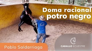 Doma de caballo negro TEMPLARIO  Pablo Saldarriaga  Doma racional  Clase magistral