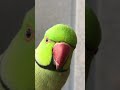 Whistling Indian Ringneck Parrot Screaming And Being Very Cute