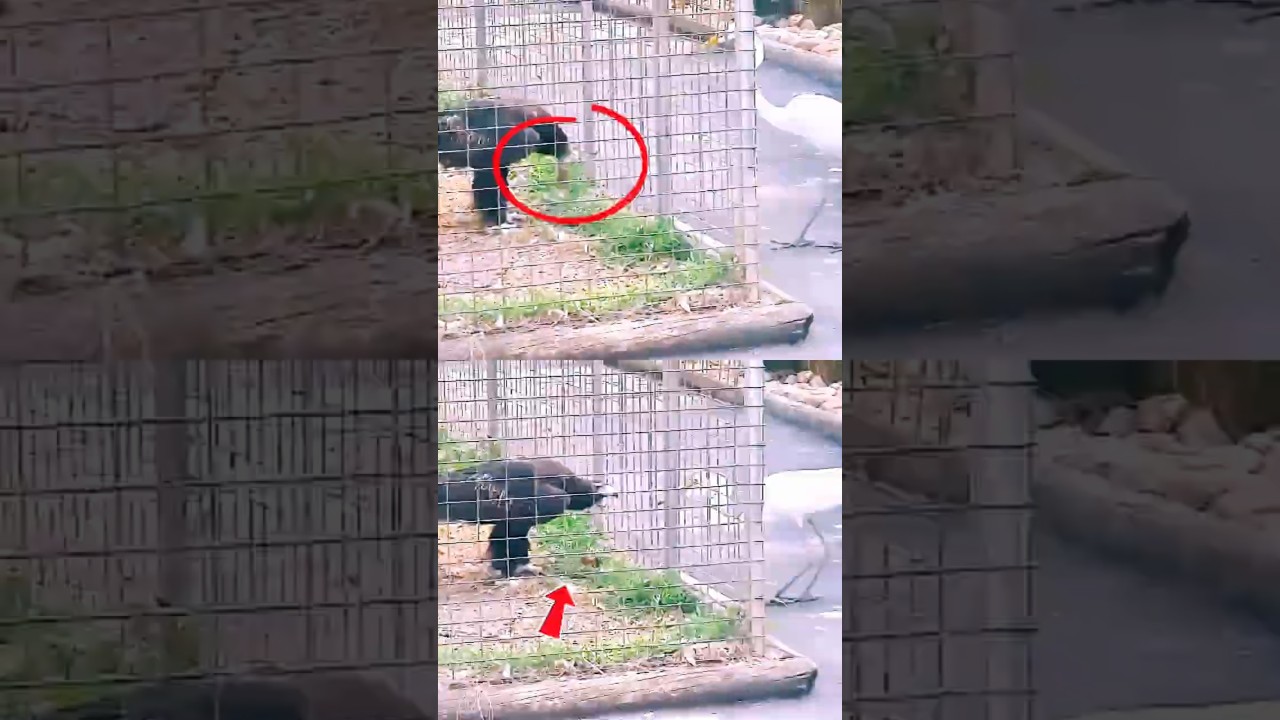 Eagle Attacks Great Egret | Brutal Nature | Must Watch!