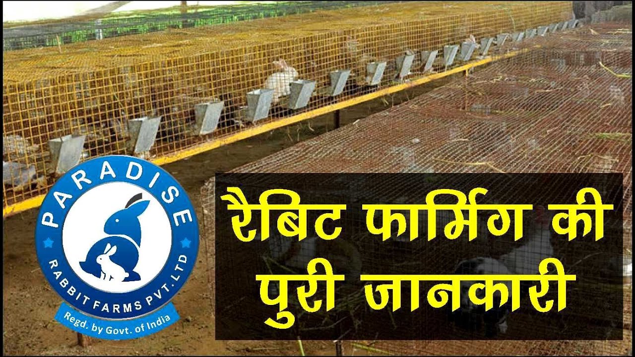 रैबिट फार्मिंग कैसे शुरू करें| Rabbit Farming | paradise rabbit Farm pvt. ltd.