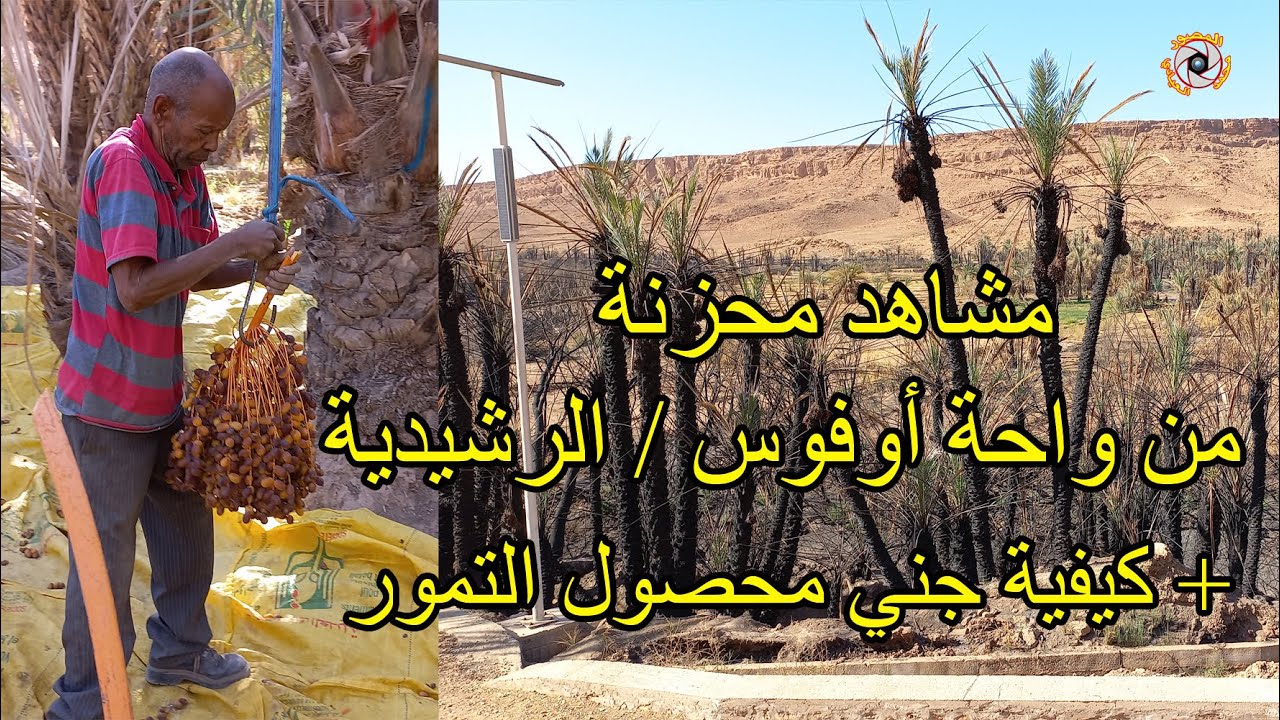 مشاهد محزنة من واحة أوفوس +كيفية جني محصول التمور وهذه نصيحتي لفلاحي واحة زيز باقليم الرشيدية