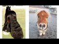 Cute And funny horse Videos Compilation cute moment and Soo Cute!