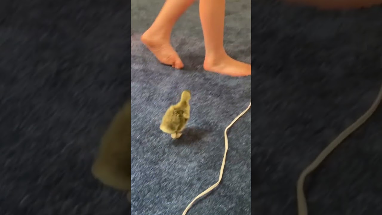 Gosling imprinted on our teenage son and follows him everywhere! 