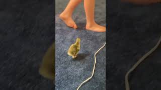 Gosling Imprinted On Our Teenage Son And Follows Him Everywhere