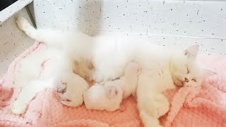 My Cat Just Gave Birth to 3 Pure White Kittens | Blessings by Rhambouy 1,322 views 1 year ago 1 minute, 25 seconds