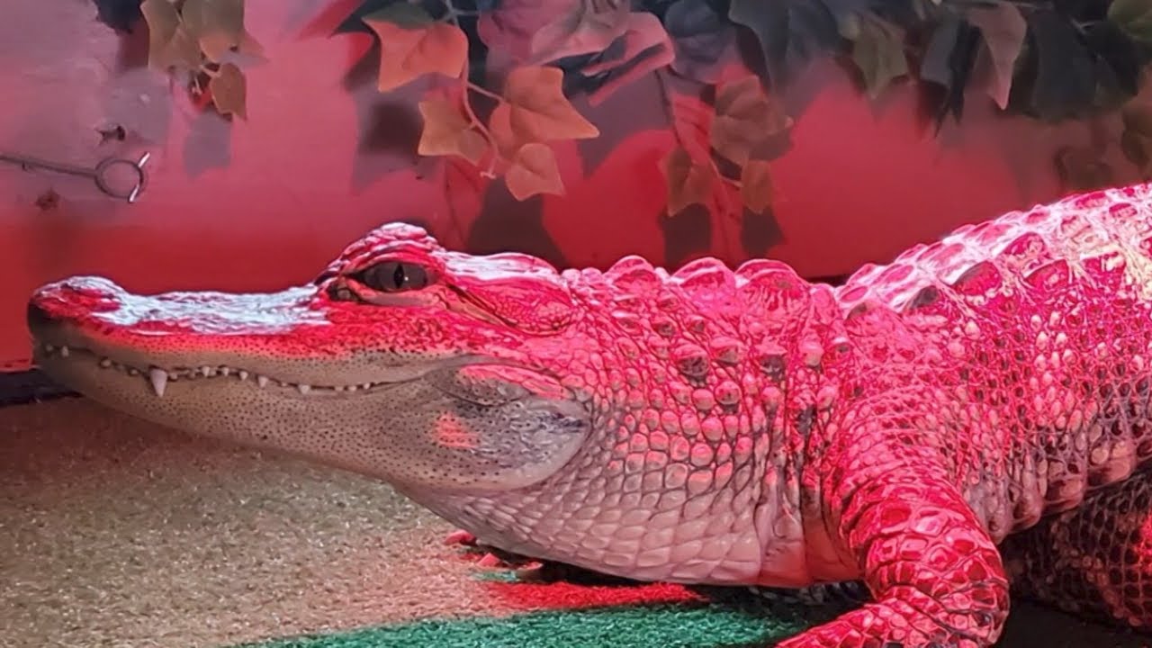 Red beautiful alligator look and touch to them .NEVER used. Meet Jawbreaker the alligator snapping turtle! He is our  main image 4