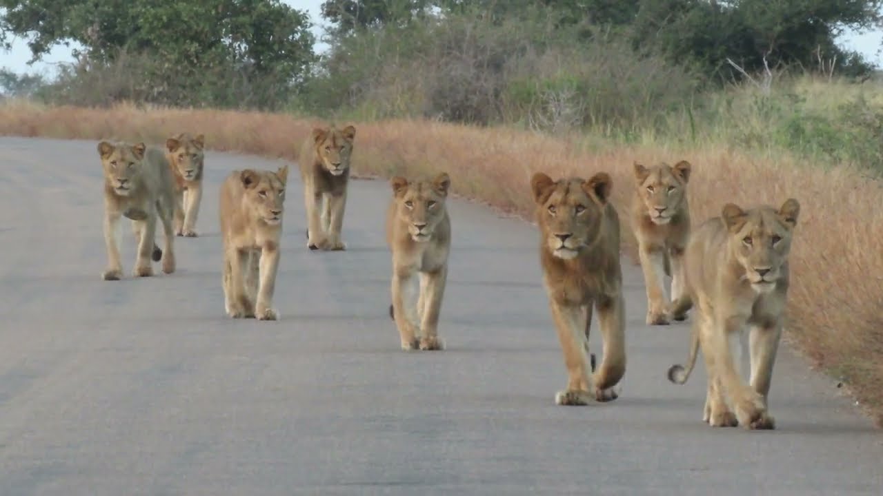 Sweni Pride Sub Adults on the move