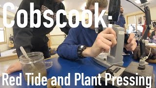 Cobscook - Red Tide Monitoring and Plant Pressing