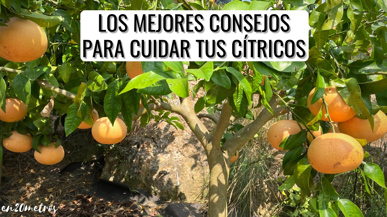 GUÍA COMPLETA SOBRE CÍTRICOS: ubicación, regar, fertilizar, podar || en20metros @LaderasdelNaranco
