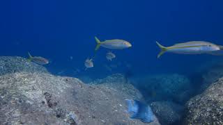 PB020216 Buceo con Dolphin Dive Centre en Isla El Carmen Loreto Baja California Sur