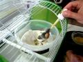 Hand Feeding a 15 Day old Baby Canary