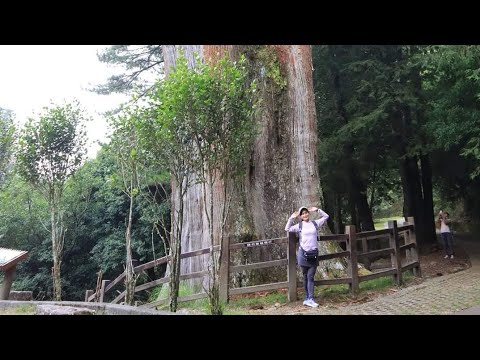 （台中必訪景點：大雪山神木！）鳶嘴稍來山步道，雪山神木，小雪山天池，交通路線軌跡gpx下載在下方，[喜歡、歡迎訂閱]！