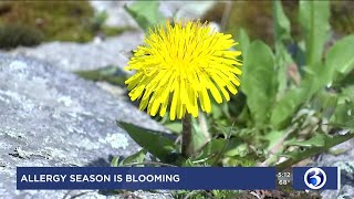 Video: Spring is in the air, pollen too, with allergy season in full swing