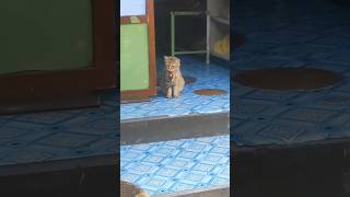 Little Kitty #cat #pets #vlog #vlogger #cute #meow