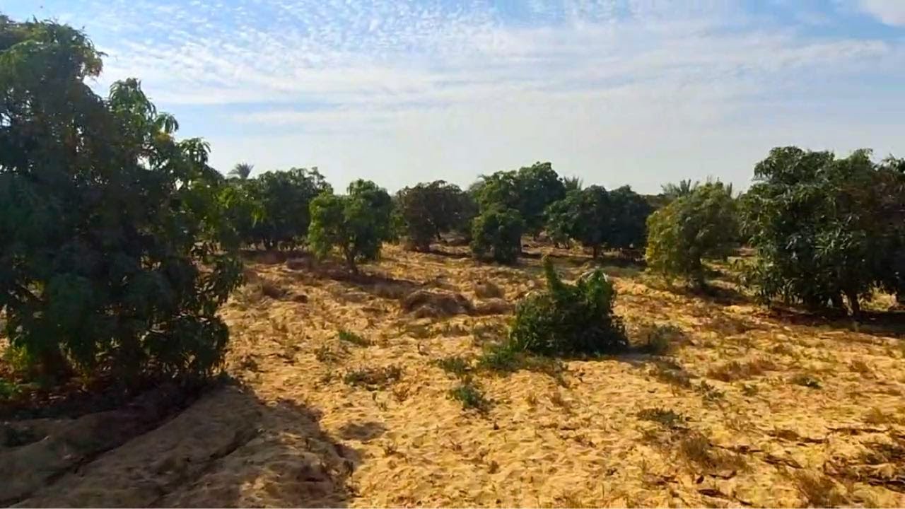 مزرعة للبيع 8 فدان مانجو و انتاج حيواني – داجني وادي النطرون طريق القاهرة اسكندرية الصحراوي