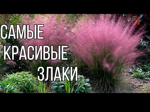 САМЫЕ ЗАСУХОУСТОЙЧИВЫЕ КРАСИВЫЕ ЗЛАКИ. Для средней полосы. Просто вырастить.