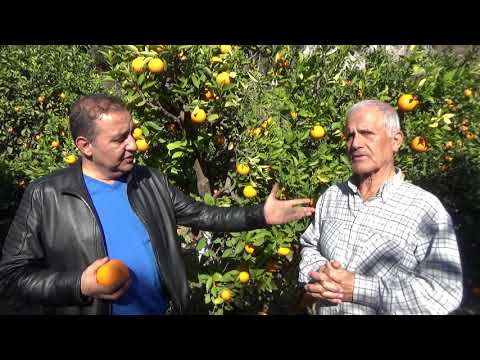 Antalyalı Çiftçiler Neyi Konuşuyor - Süper Portakal Nasıl Yetişir