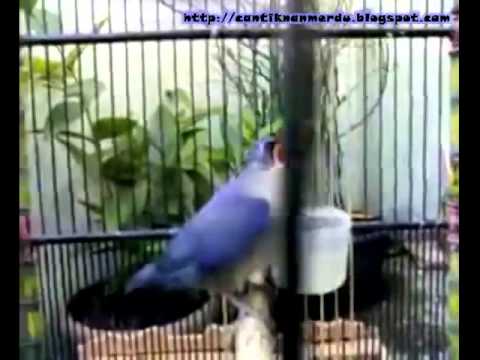 Burung Rambatan Gacor Youtube