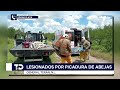 Ataque de abejas deja a dos hombres lesionados en General Terán, Nuevo León