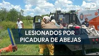 Ataque de abejas deja a dos hombres lesionados en General Terán, Nuevo León