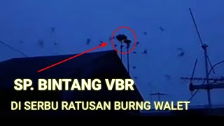 Viral!! SP. bintang vbr .. Nyedot semua burung di sekitarnya