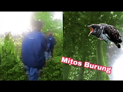 Mitos Burung Kedasih Si Pencabut Nyawa Manuk Cirit Uncuing