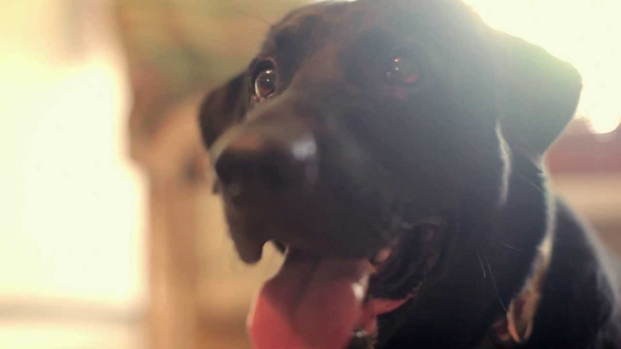 River's Edge Vet Hospital Commercial YouTube