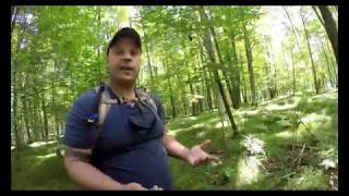 THE BLUE STAINING BOLETE MUSHROOM | Jason Asselin