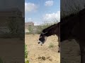 The Cutest Donkey You’ll See Today! 🐴#foryou #success #trending #animals #pets