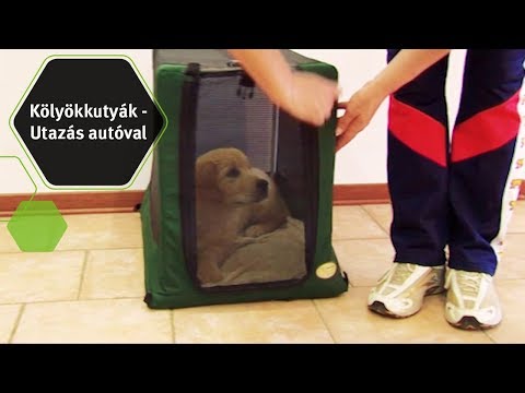 Videó: Hogyan Kell Kutyát Szállítani Autóban