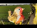 Air dry clay cute fluffy bird