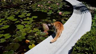 Котик у пруда
