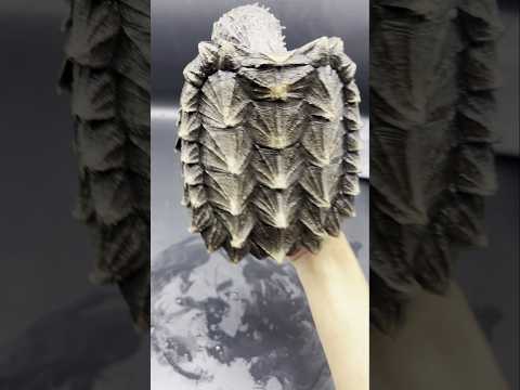 Spikes Like Armor — Meet a Top-Quality Alligator Snapping Turtle 👀