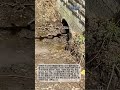 평범해 보이던 하수관에서 끝없이 쏟아진 것  #workers #process #sewer #cleaning #satisfying #unclog #mud