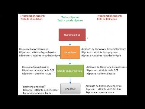 dysfonctionnement de l&rsquo;axe hypothalamo -hypophyso-endocrinien et zffecteurs
