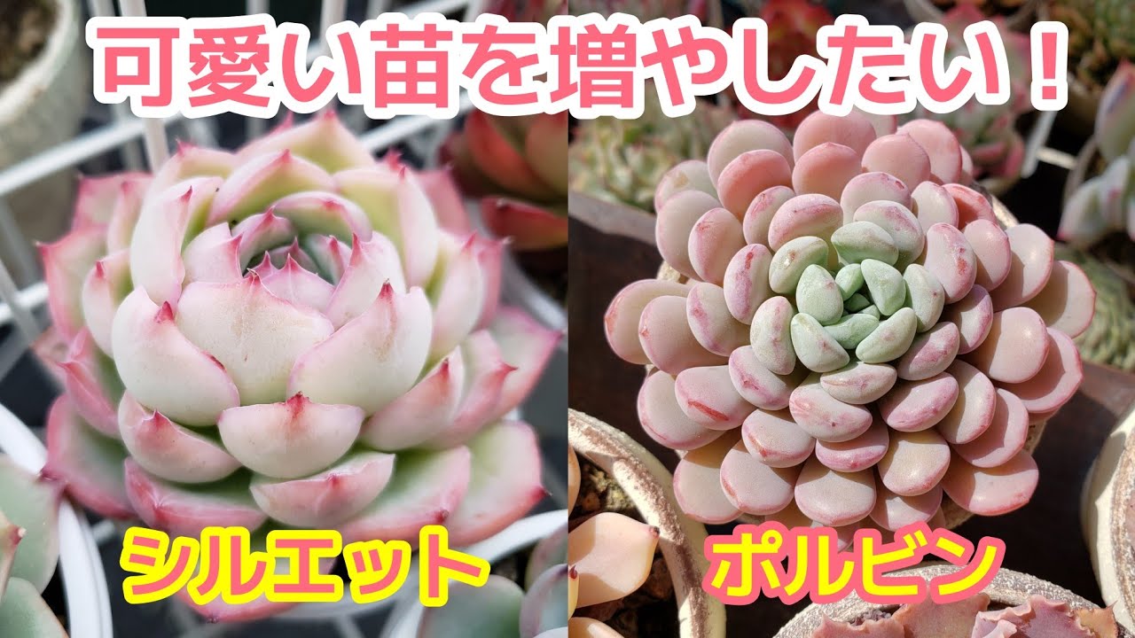 多肉植物 ❤️ シルエット❤️ 1頭12-14cm抜き苗 多肉植物】好きな苗を増やしたいなら、今！！植え替えて 葉挿しで