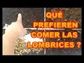 LOMBRICES ¿ QUÉ PREFIEREN COMER ? [][][] RETO 4 ALIMENTACIONES