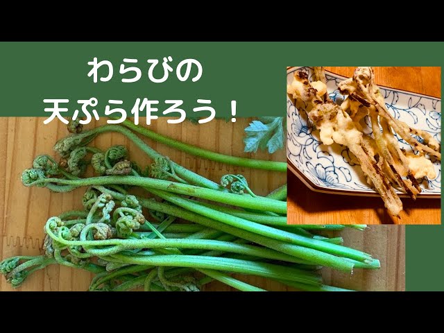 わらびが出てきました！天ぷらを作ろう【自家製酵母パン教室ぱん蔵