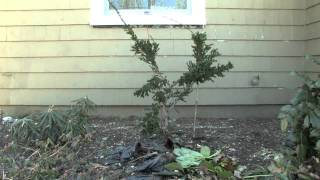 Repairing Bent Trees and Shrubs