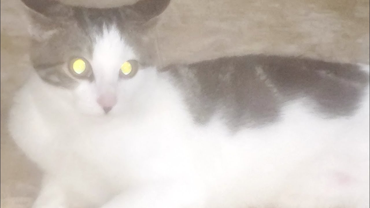 5 little monkeys jumping on the bed all babies channel in kindergarten for kids im not copyright