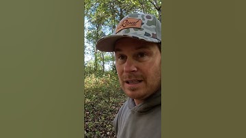 Hanging a Mock Scrape using Black Widow Deer Lures #deer #hunting #monsterbucks #bucks #wildlife