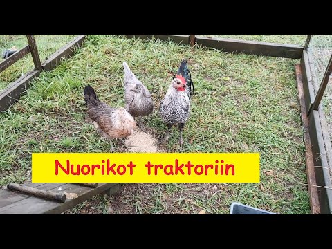 Video: Kuinka kanatraktori toimii?