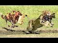 OMG!The God help Mother Lion destroy 16 WildDogs save Lion Cub - Epic Battle Of Lion Vs Wild Dogs