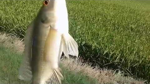 Câu cá thiên nhiên[câu cá thiên nhiên-câu cá rô phi bằng lá cỏ-lá bình bát