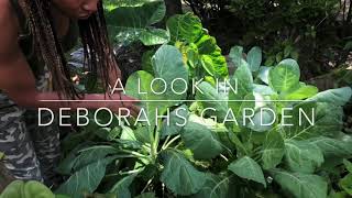 A Look In Deborahs Garden