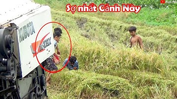 Theo Máy Cắt Lúa Bắt Chuột Gặp Cái Kết Qúa Nguy Hiểm Cảnh Miền Tây Cắt Lúa | Thanh Điền