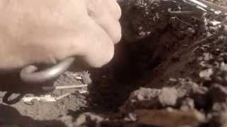 Famous Placing a DK 1 pocket gopher trap Profile