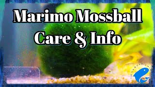 Marimo Moss Ball Care & Information - Aegagropila Linnaei