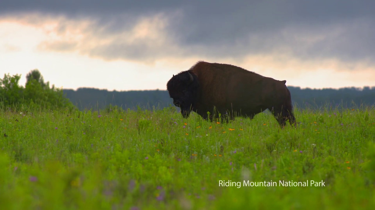 Travel Manitoba - Riding Mountain National Park